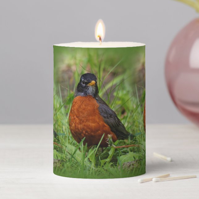 A Curious and Hopeful American Robin Pillar Candle (In Situ)