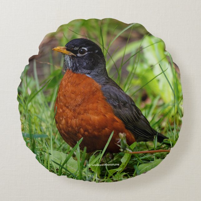 A Curious and Hopeful American Robin Round Pillow (Front)