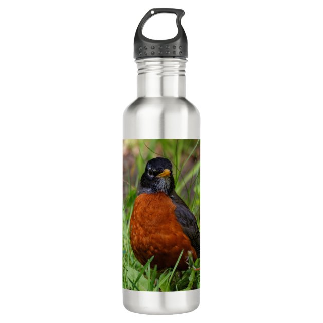 A Curious and Hopeful American Robin Stainless Steel Water Bottle (Front)