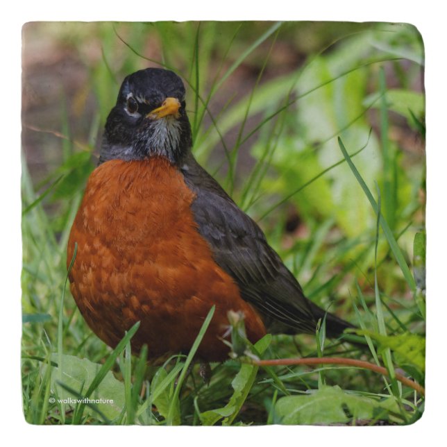 A Curious and Hopeful American Robin Trivet (Front)