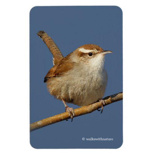 A Curious Bewicks Wren in the Tree Magnet