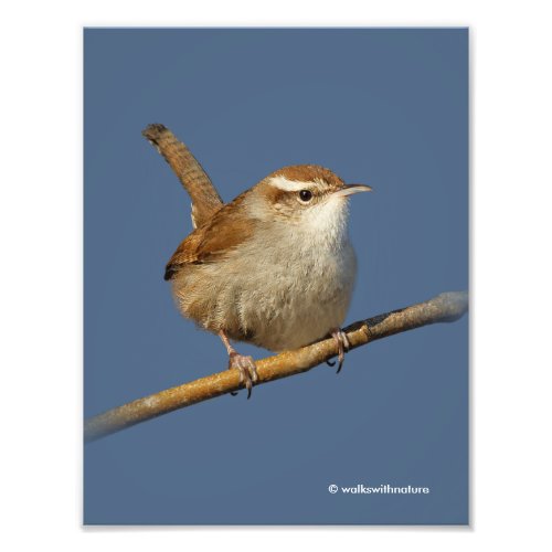 A Curious Bewicks Wren in the Tree Photo Print