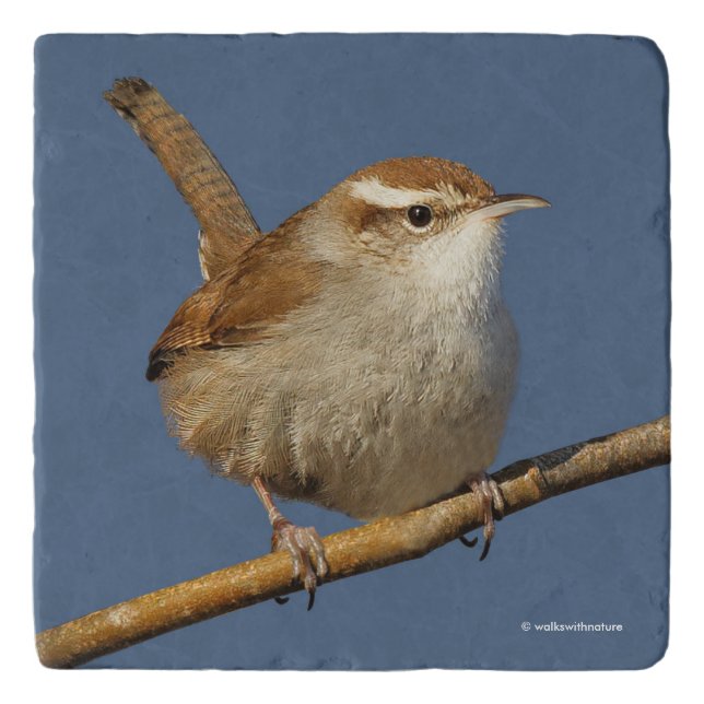 A Curious Bewick's Wren in the Tree Trivet (Front)