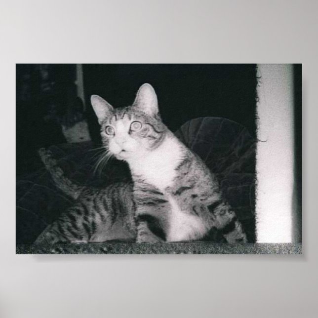 A Curious cat Poster (Front)