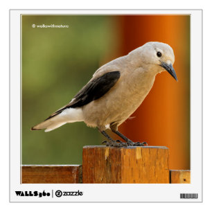 A Curious Clark's Nutcracker Wall Sticker