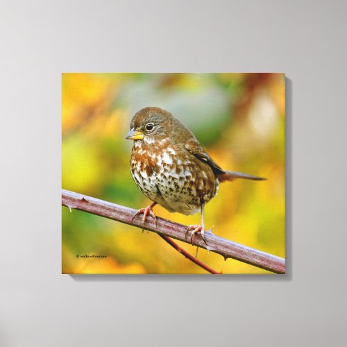 A Curious Fox Sparrow in the Blackberry Bush Canvas Print
