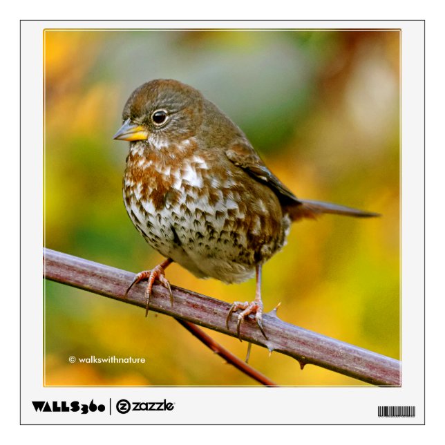 A Curious Fox Sparrow in the Blackberry Bush Wall Sticker (Front)
