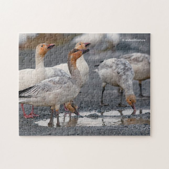 A Curious Gaggle of Snow Geese Jigsaw Puzzle (Horizontal)