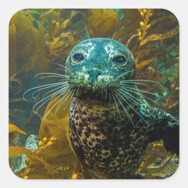 A Curious Harbor Seal Kelp Forest | Santa Barbara (Front)