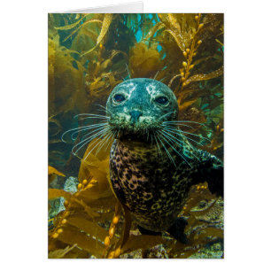 A Curious Harbor Seal Kelp Forest Santa Barbara