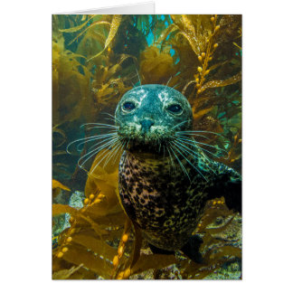 A Curious Harbor Seal Kelp Forest | Santa Barbara