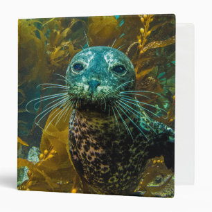 A Curious Harbor Seal Kelp Forest Santa Barbara Binder