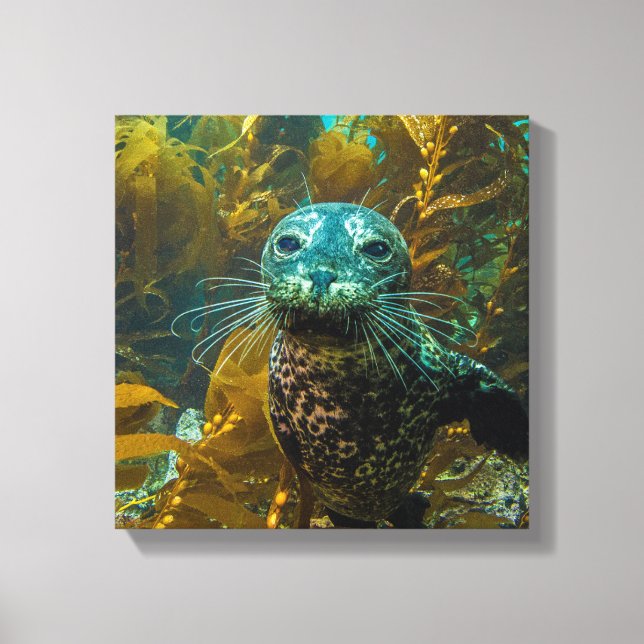 A Curious Harbor Seal Kelp Forest | Santa Barbara Canvas Print (Front)