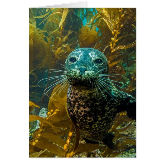 A Curious Harbor Seal Kelp Forest | Santa Barbara Cards (Front)