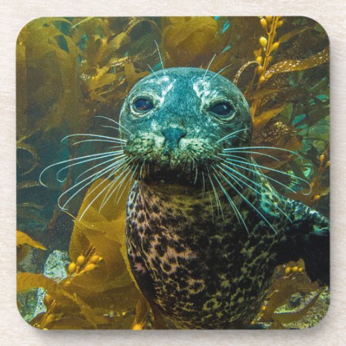 A Curious Harbor Seal Kelp Forest  Santa Barbara Drink Coaster