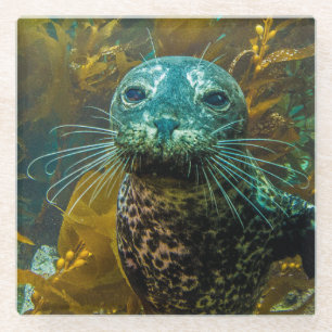 A Curious Harbor Seal Kelp Forest Santa Barbara Glass Coaster