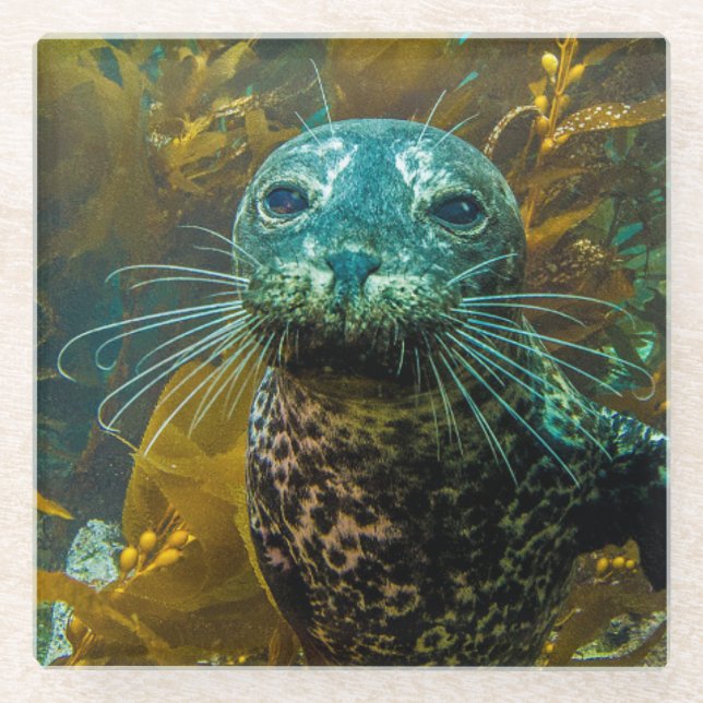 A Curious Harbor Seal Kelp Forest | Santa Barbara Glass Coaster (Front)