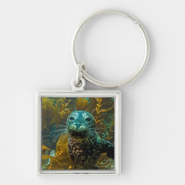 A Curious Harbor Seal Kelp Forest | Santa Barbara Keychain (Front)