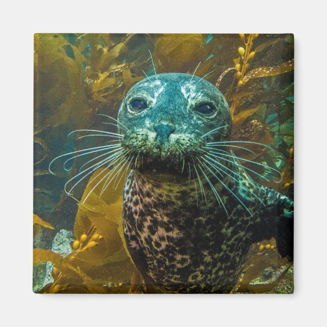 A Curious Harbor Seal Kelp Forest | Santa Barbara Magnet (Front)