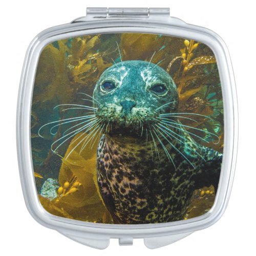 A Curious Harbor Seal Kelp Forest  Santa Barbara Mirror For Makeup