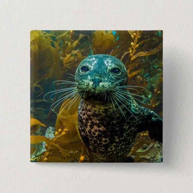 A Curious Harbor Seal Kelp Forest | Santa Barbara Pinback Button (Front)