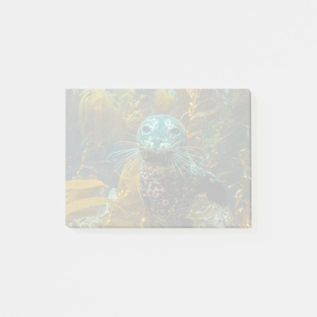 A Curious Harbor Seal Kelp Forest | Santa Barbara Post-it Notes (Front)