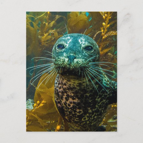 A Curious Harbor Seal Kelp Forest  Santa Barbara Postcard