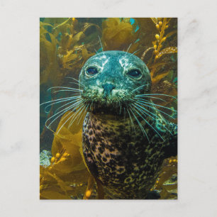 A Curious Harbor Seal Kelp Forest Santa Barbara Postcard