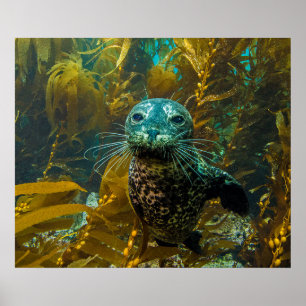 A Curious Harbor Seal Kelp Forest Santa Barbara Poster