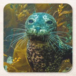 A Curious Harbor Seal Kelp Forest Santa Barbara Square Paper Coaster