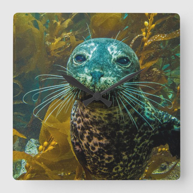 A Curious Harbor Seal Kelp Forest | Santa Barbara Square Wall Clock (Front)