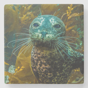 A Curious Harbor Seal Kelp Forest   Santa Barbara Stone Coaster