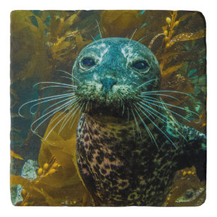 A Curious Harbor Seal Kelp Forest   Santa Barbara Trivet