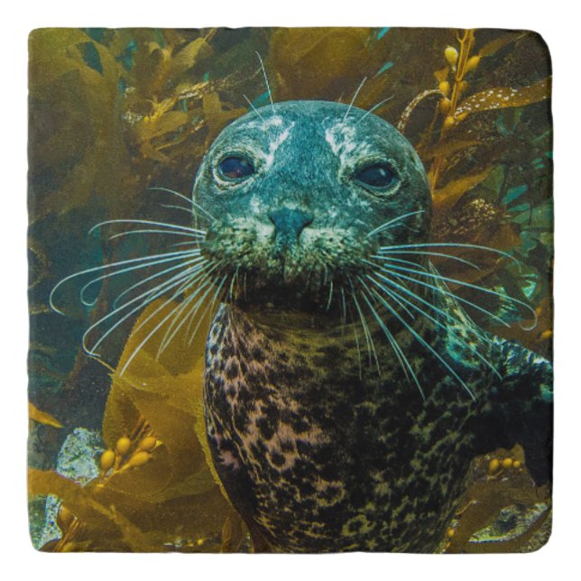 A Curious Harbor Seal Kelp Forest | Santa Barbara Trivet (Front)