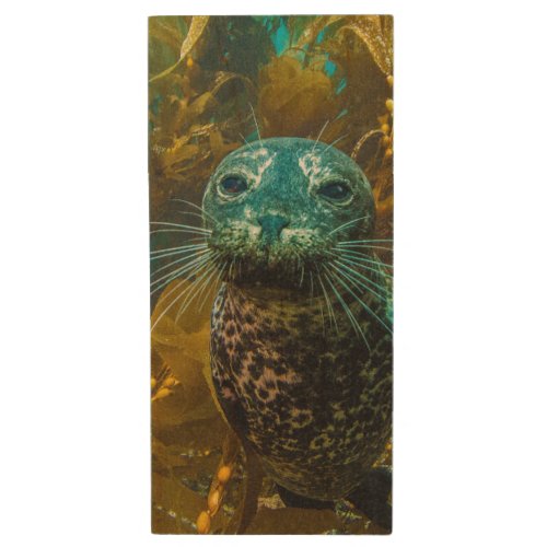 A Curious Harbor Seal Kelp Forest  Santa Barbara Wood Flash Drive