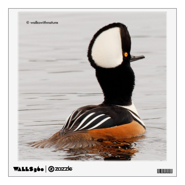 A Curious Hooded Merganser Duck Wall Decal (Front)