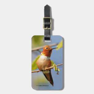 A Curious Rufous Hummingbird Luggage Tag