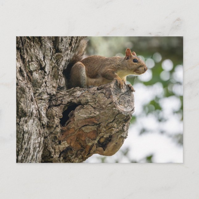 A curious squirrel perched on the knob of a tree. postcard (Front)
