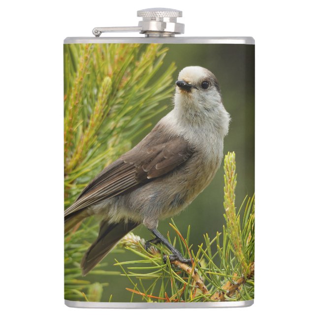A Cute and Curious Grey Jay / Whiskeyjack Hip Flask (Front)