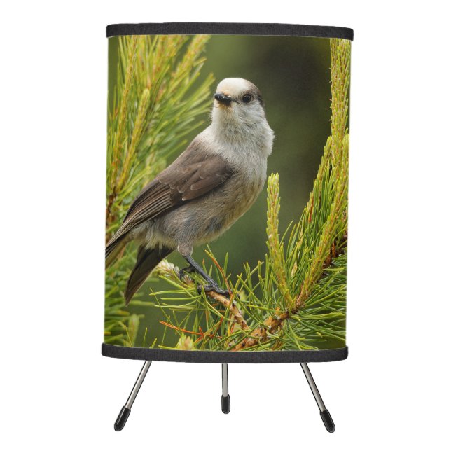 A Cute and Curious Grey Jay / Whiskeyjack Tripod Lamp (Front)