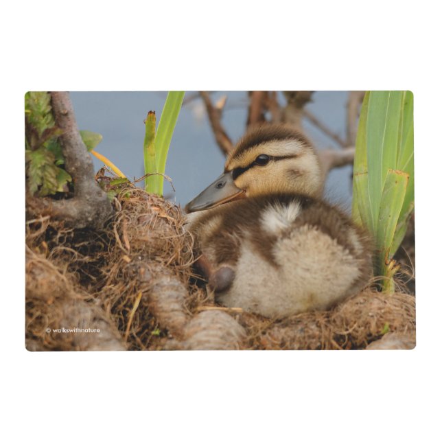 A Cute and Precocious Mallard Duckling Placemat (Front)