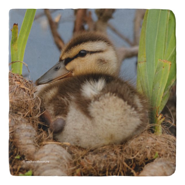 A Cute and Precocious Mallard Duckling Trivet (Front)