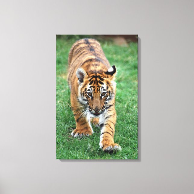 A cute baby tiger canvas print (Front)