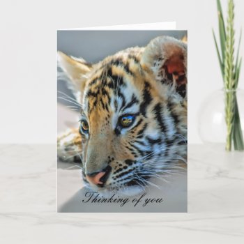 A Cute Baby Tiger Card by laureenr at Zazzle