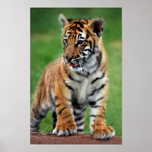 A cute baby tiger cub poster