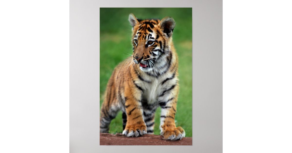 Baby Tiger Poster