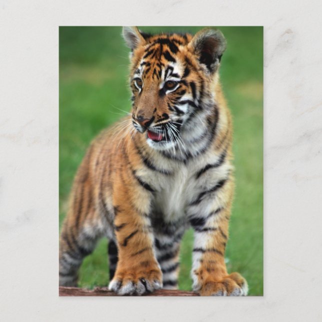 A cute baby tiger postcard (Front)