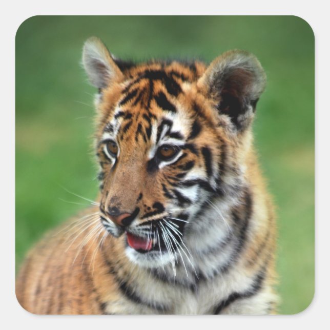 A cute baby tiger square sticker (Front)