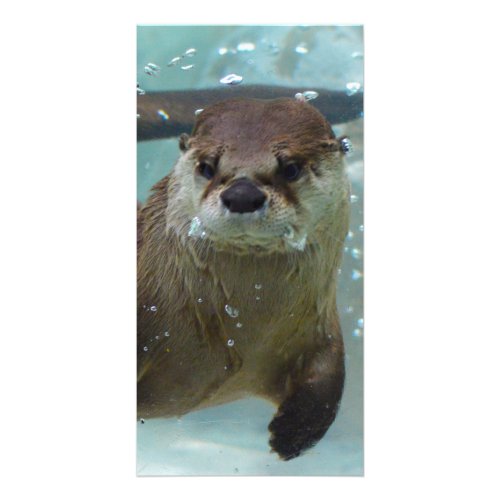 A cute Brown otter swimming in a clear blue pool Card