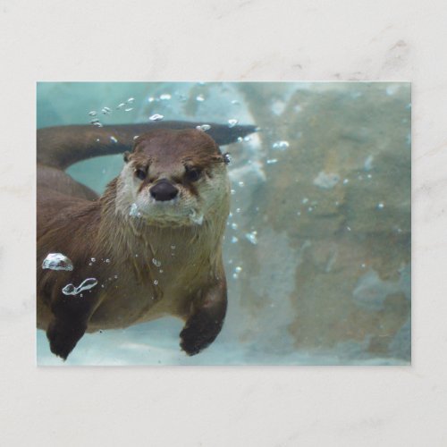 A cute Brown otter swimming in a clear blue pool Postcard